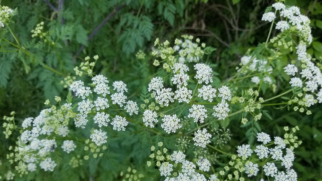 Жимолость Волчья ягода
