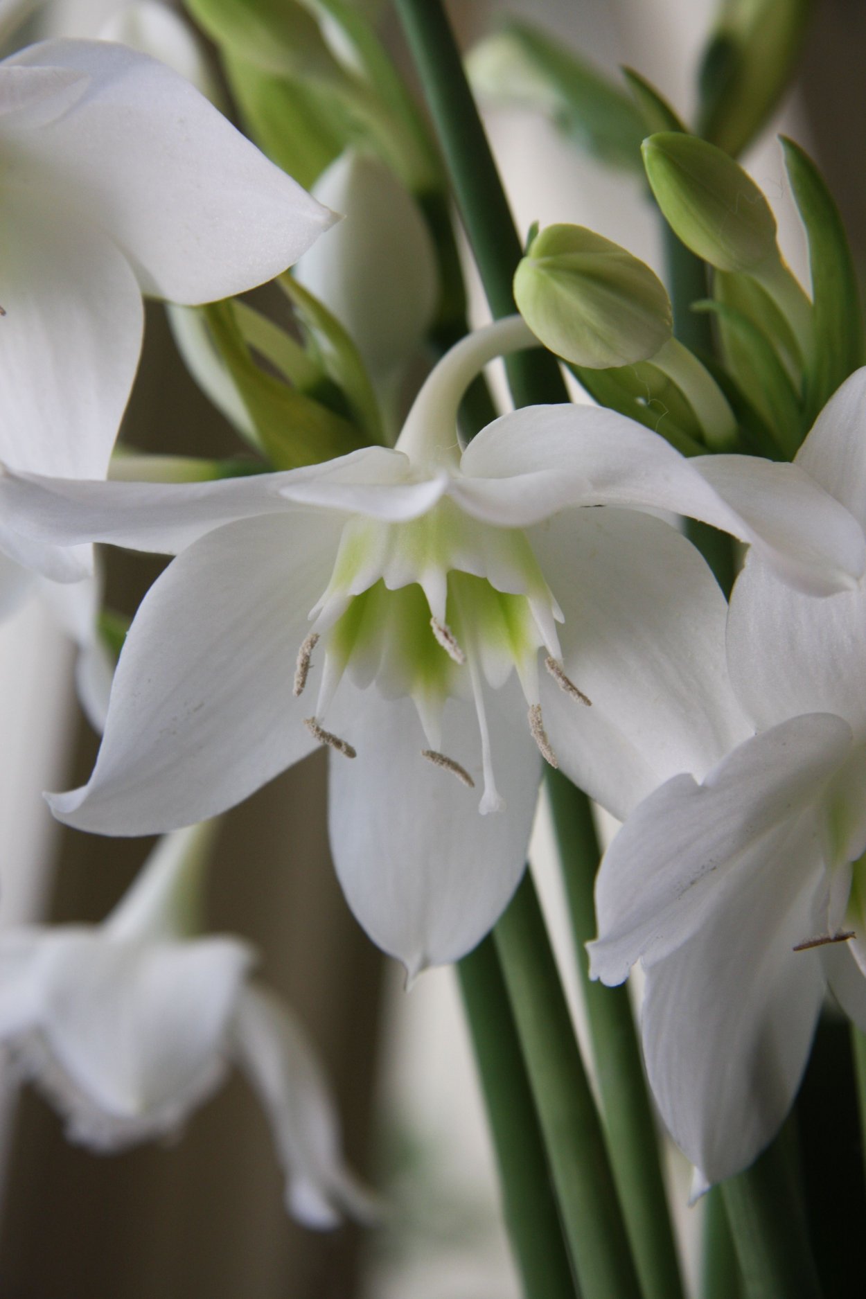Эухарис белый Eucharis Candida
