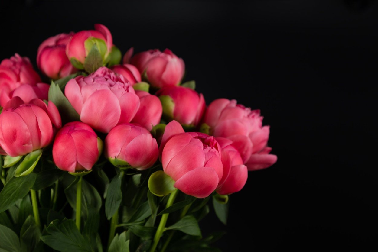 Пионы нюдовый оттенок