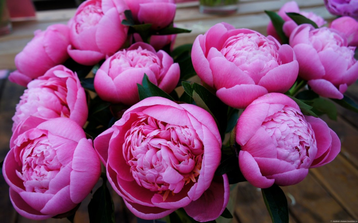 Цветы пионы сирень