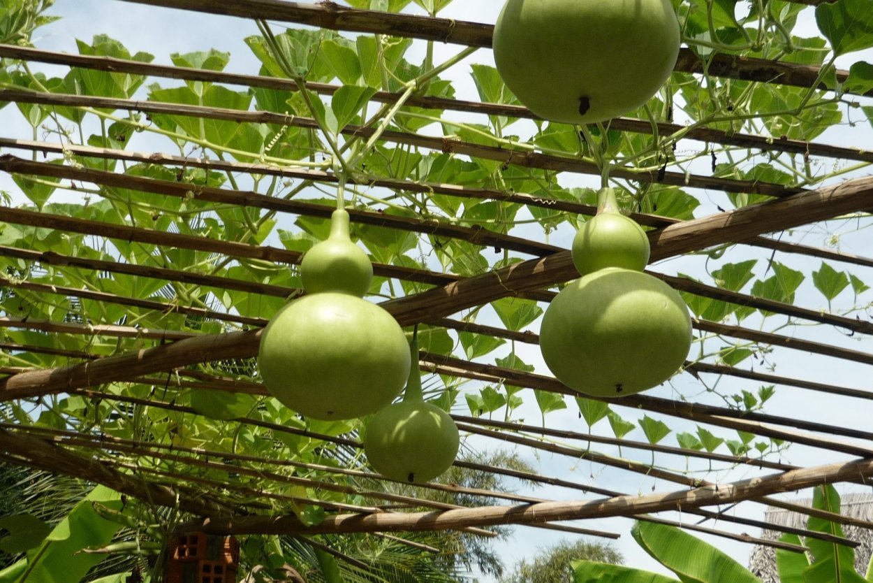 Тыква лагенария семена