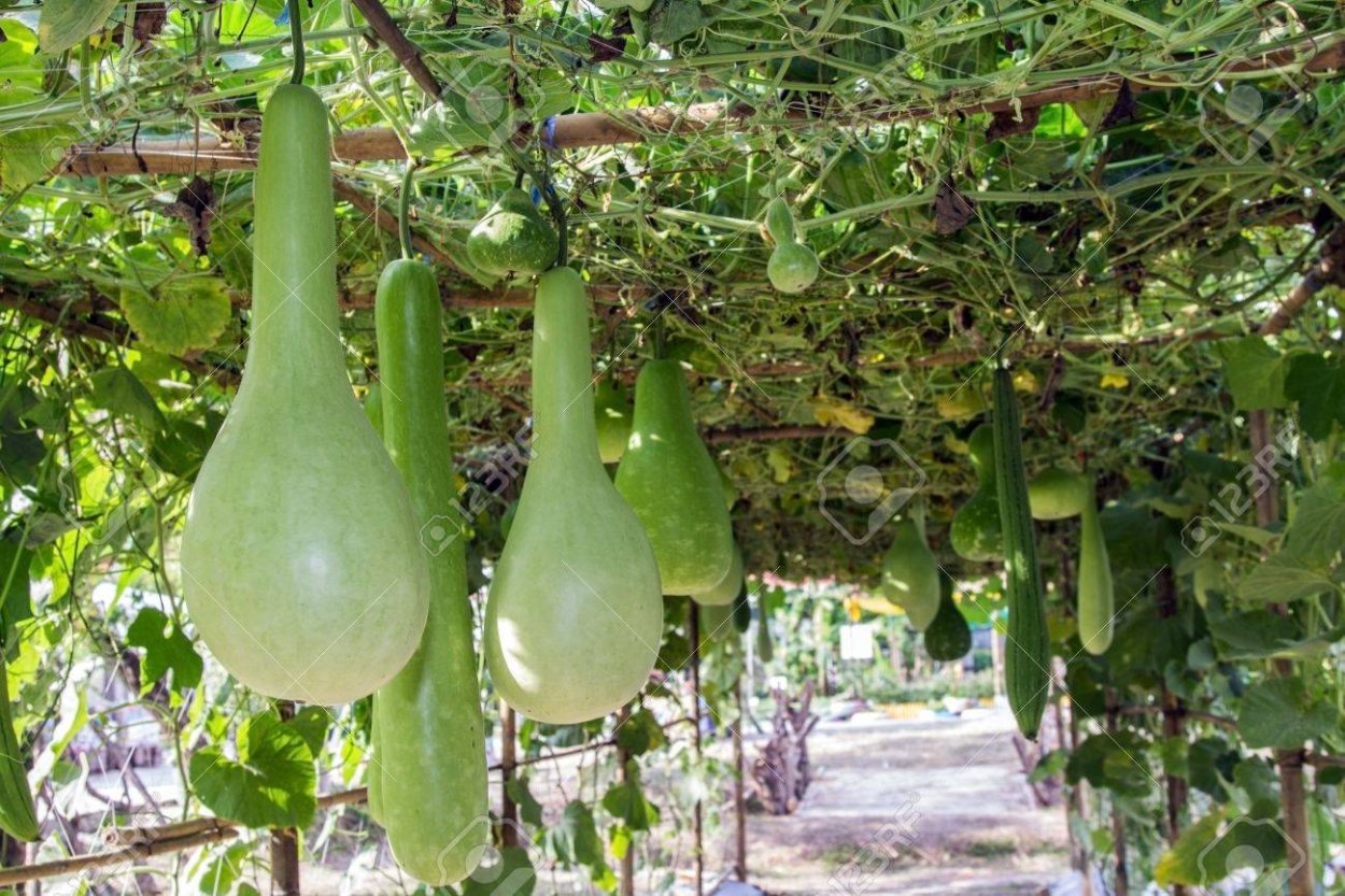 Лагенария бутыль f1