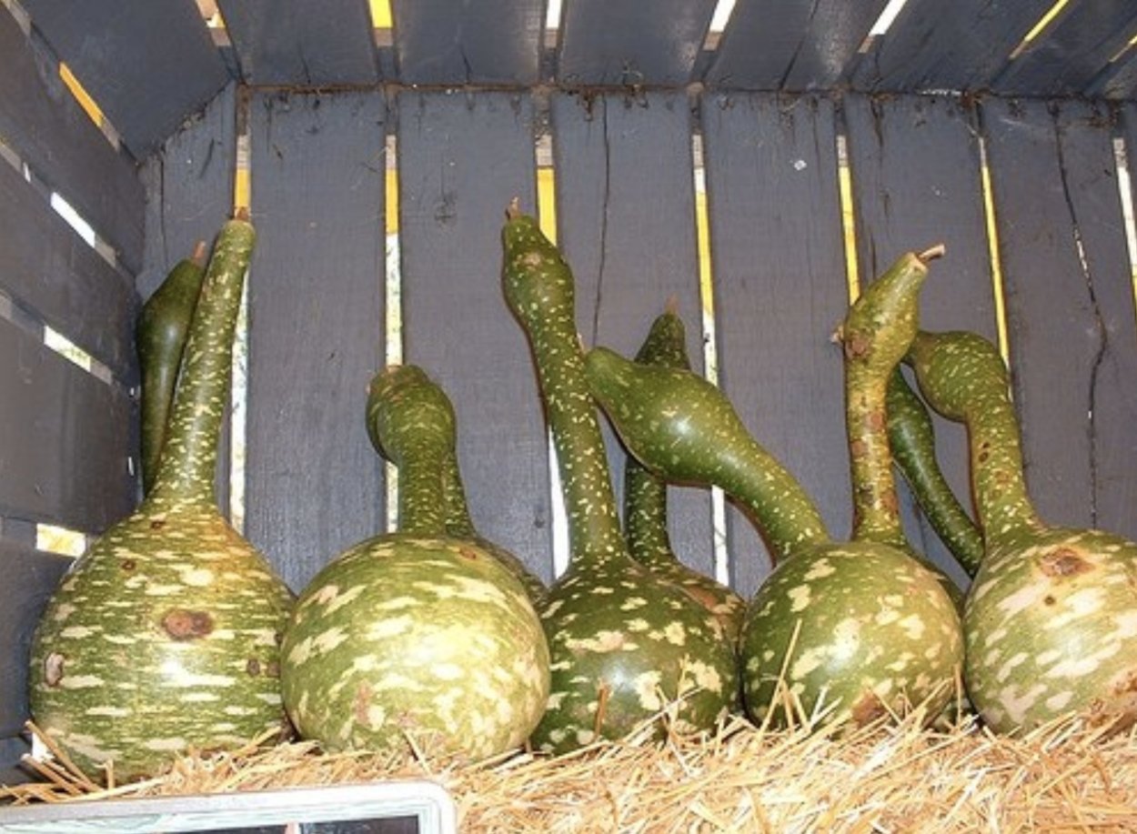 Лиана лагенария змеевидная