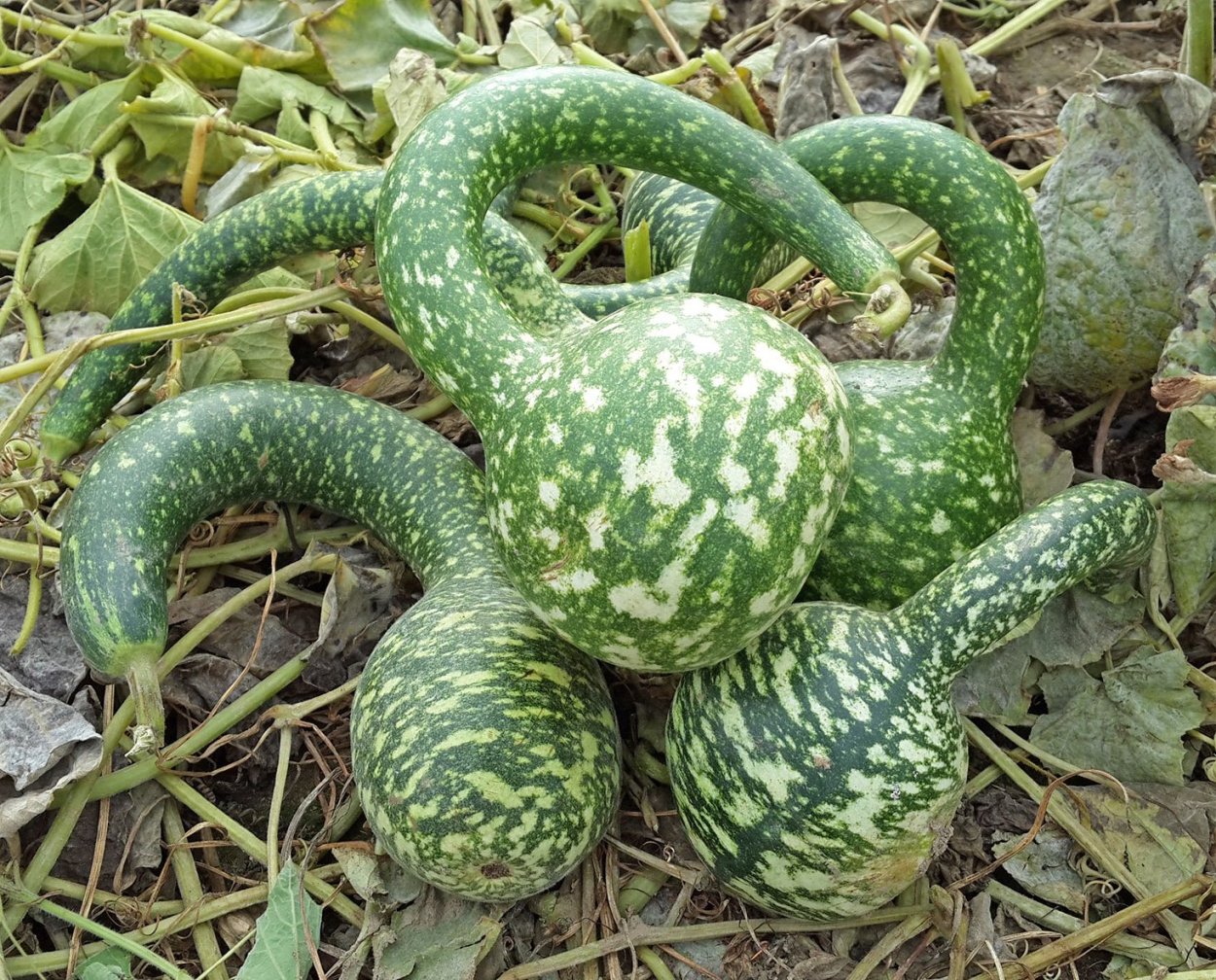 Декоративная тыква лагенария