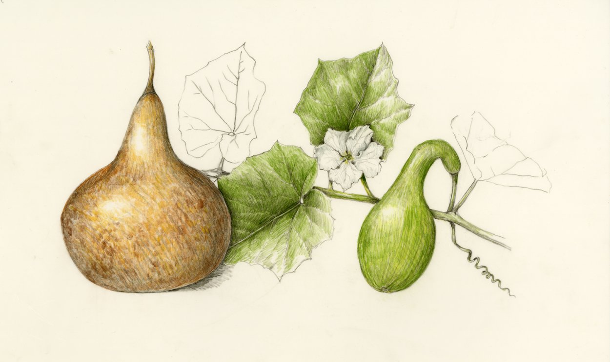 Лагенария змейка