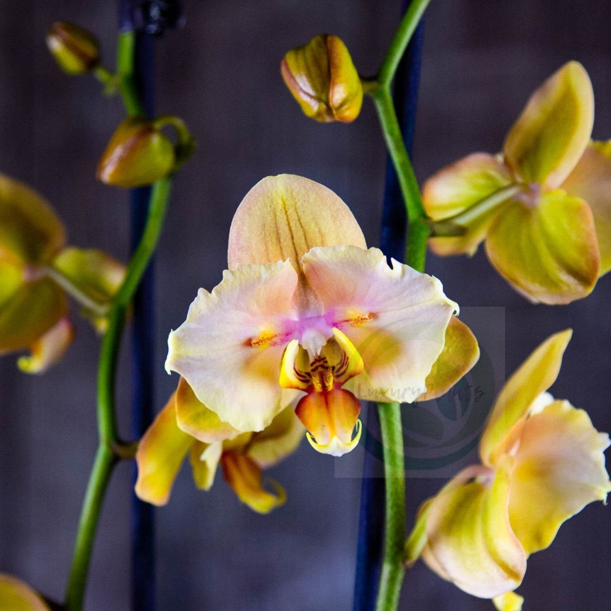 Саммер бриз орхидея
