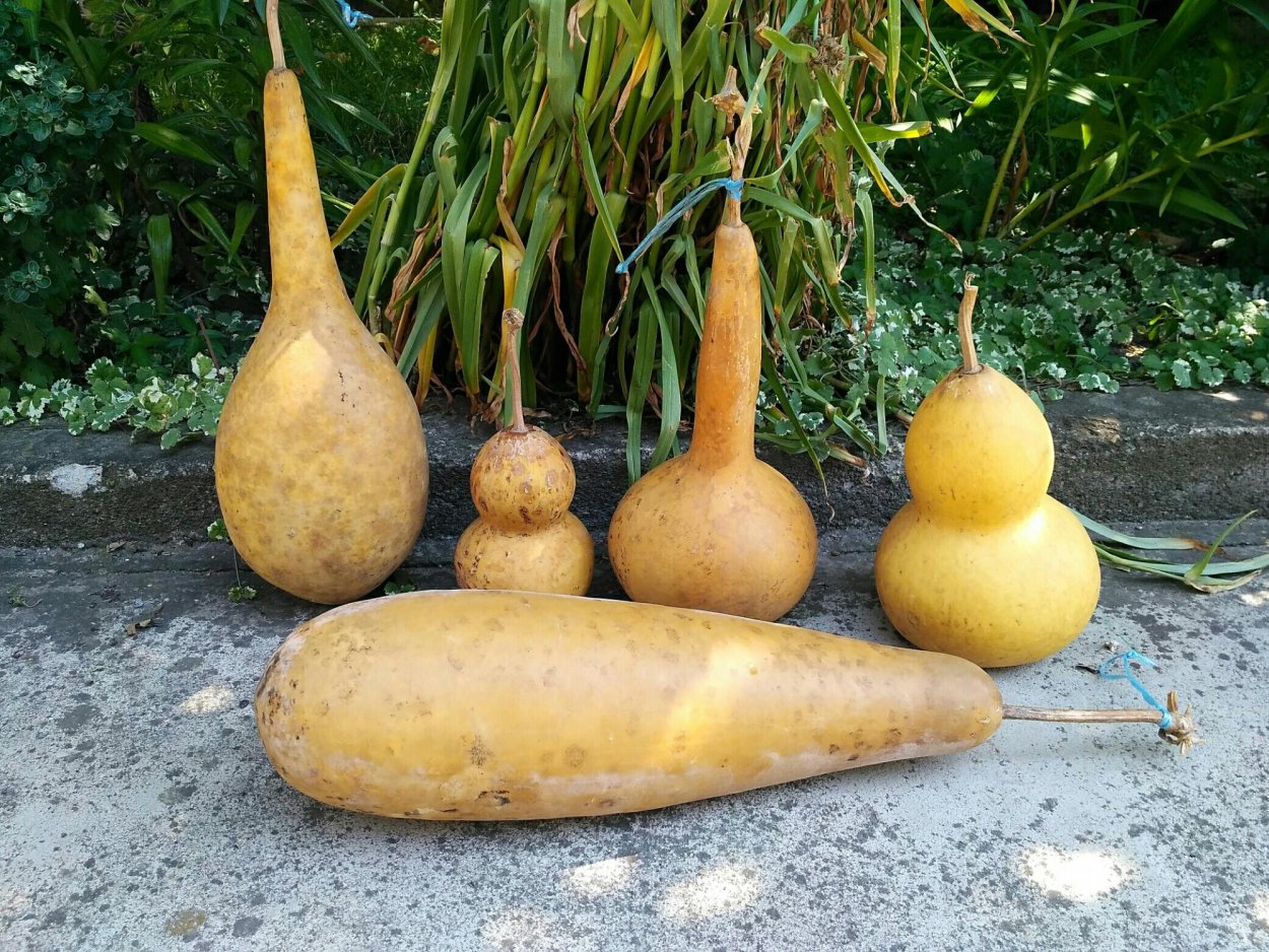 Лагенария змеевидная