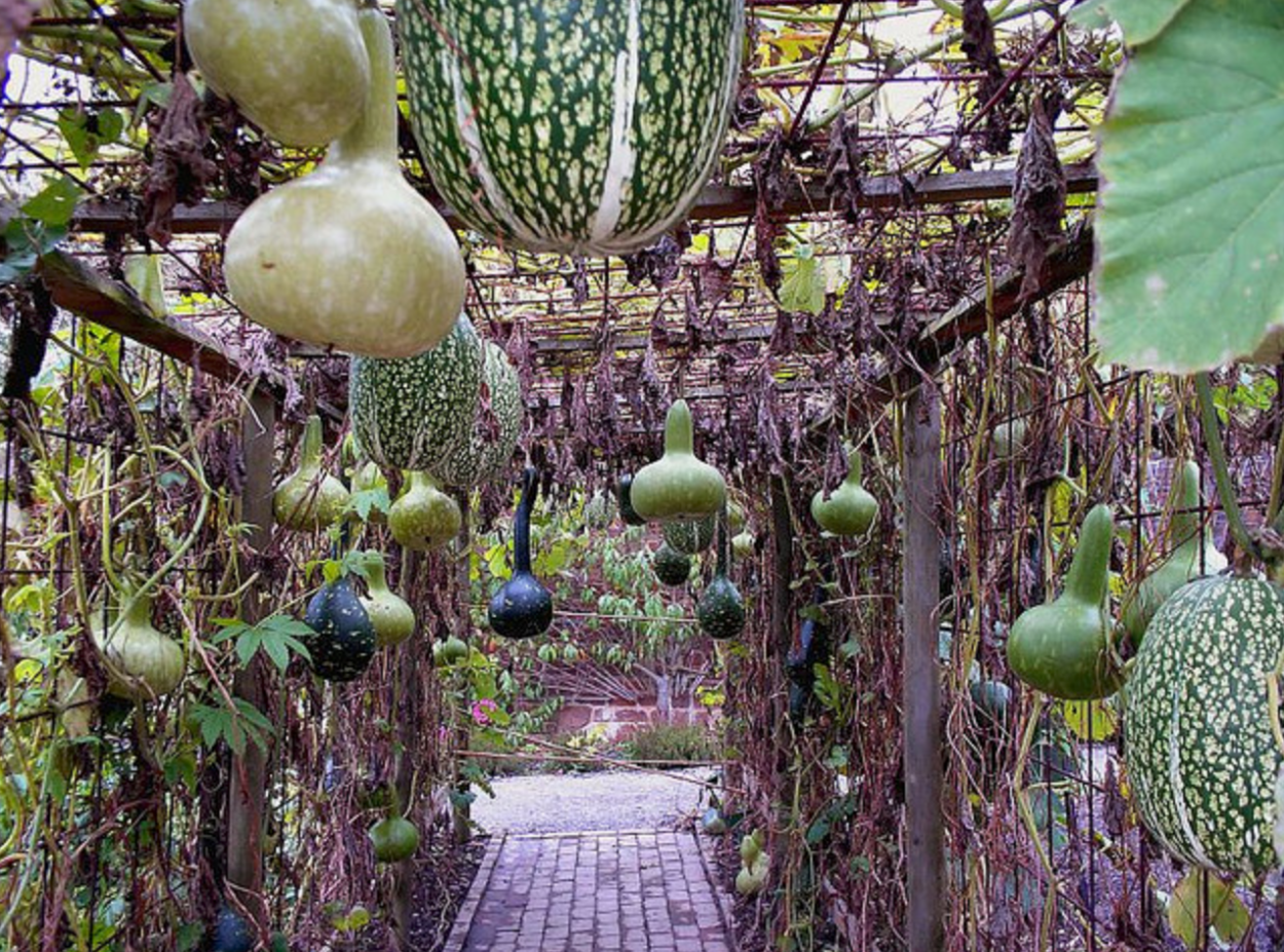 Бутылочная тыква горлянка лагенария Посудная тыква