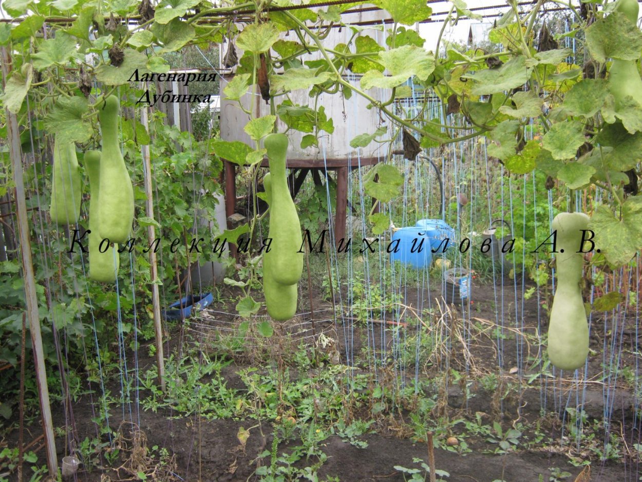 Лагенария Хозяюшка, смесь