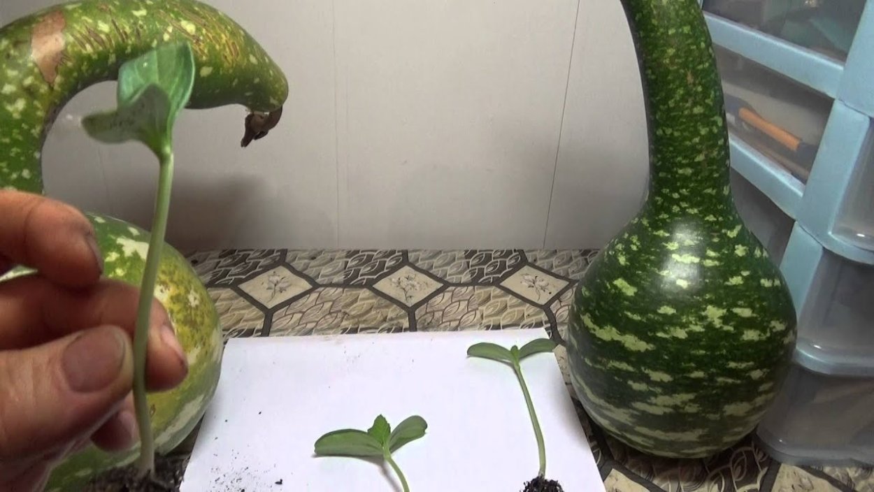 Лагенария Кобра