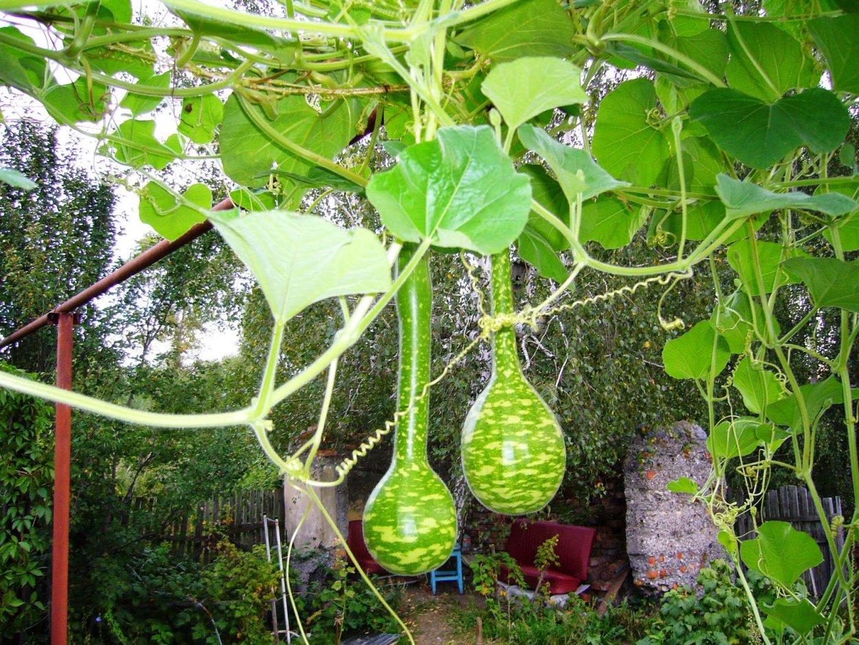 Лагенария богиня