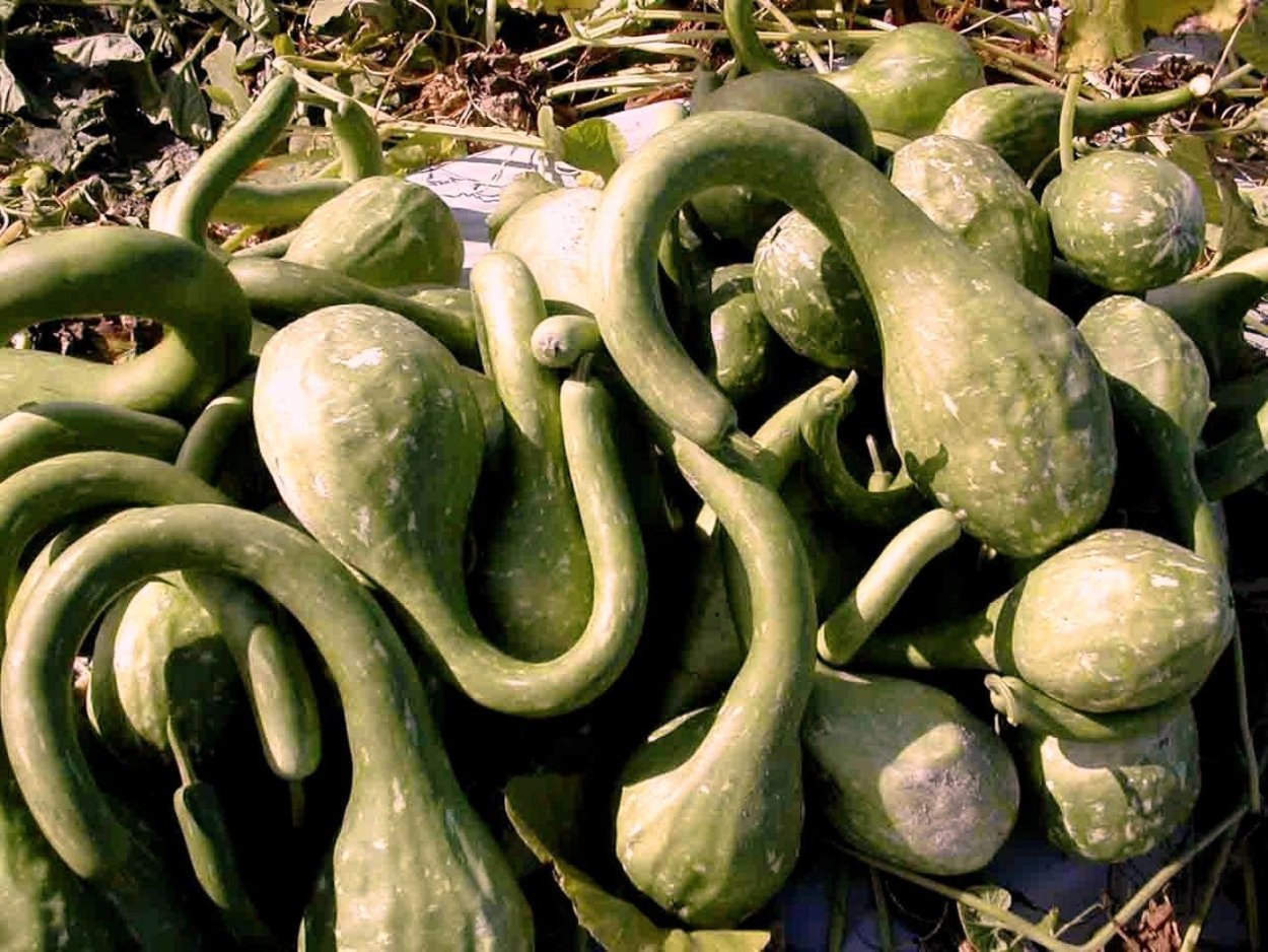 Лагенария бутылочная