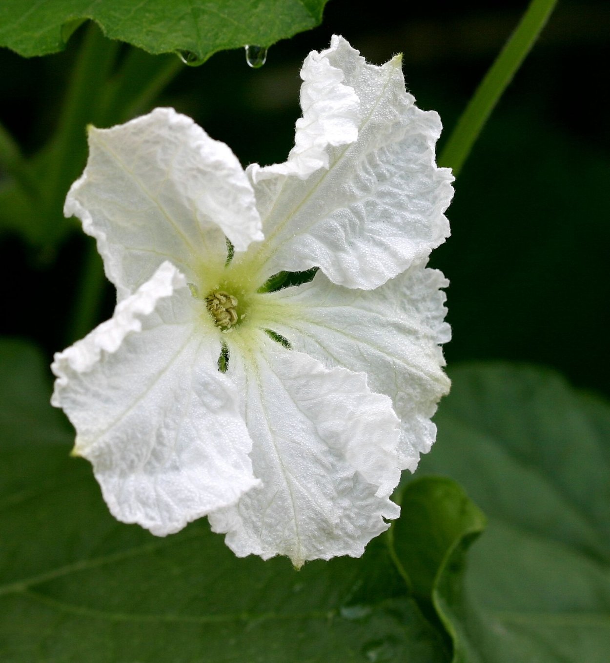 Семена. Лагенария "Посудовидная