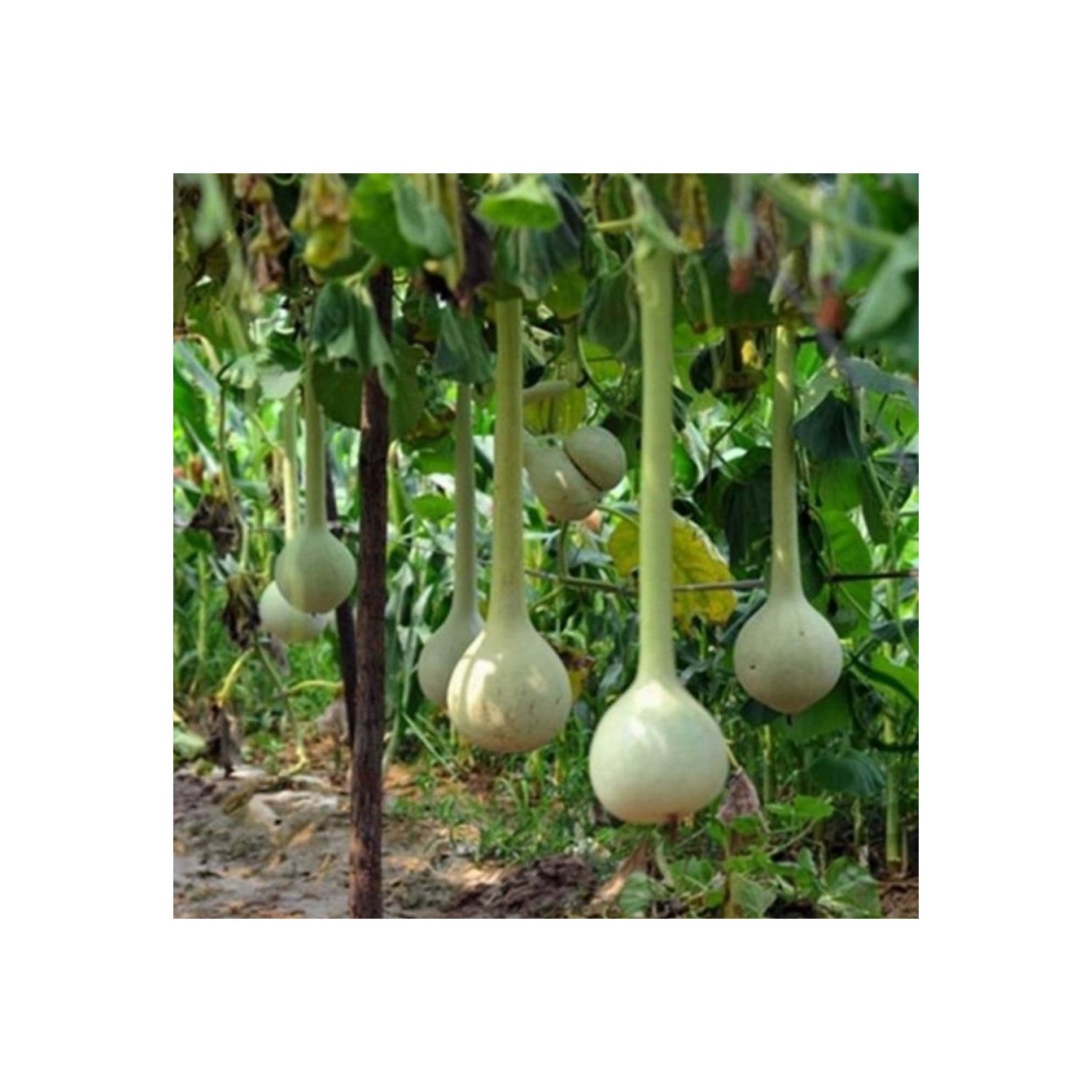 Лиана лагенария