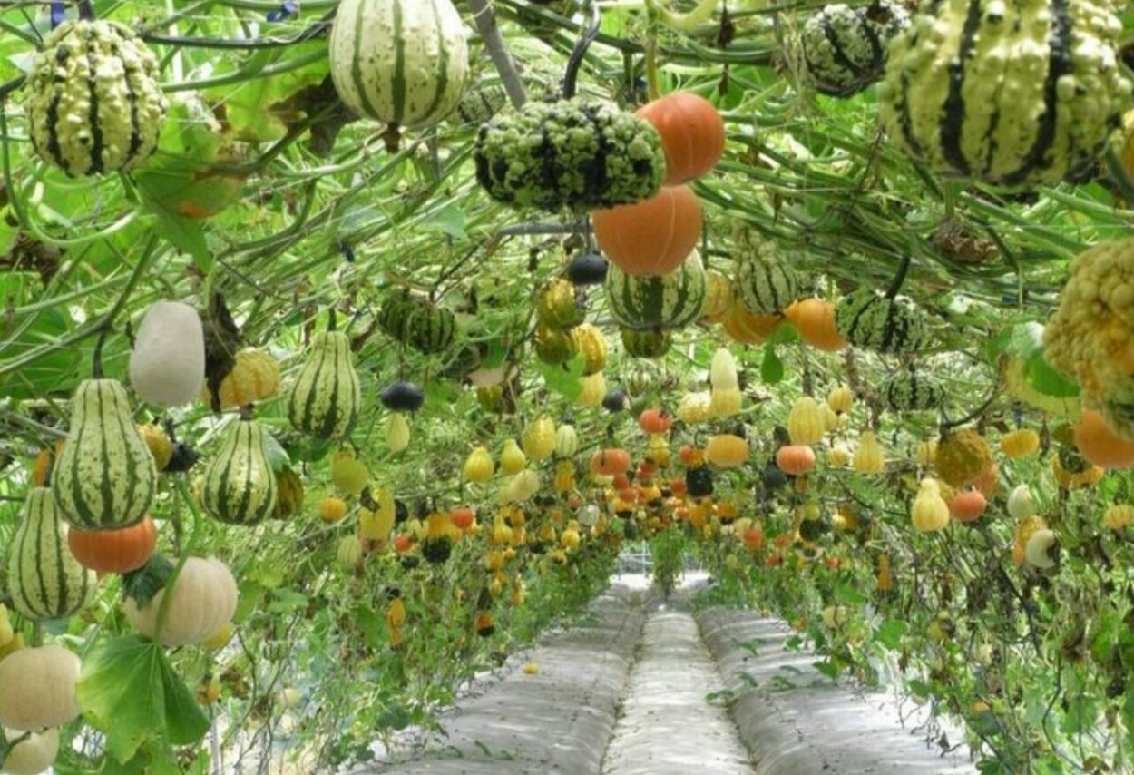 Лагенария Гусь крапчатый