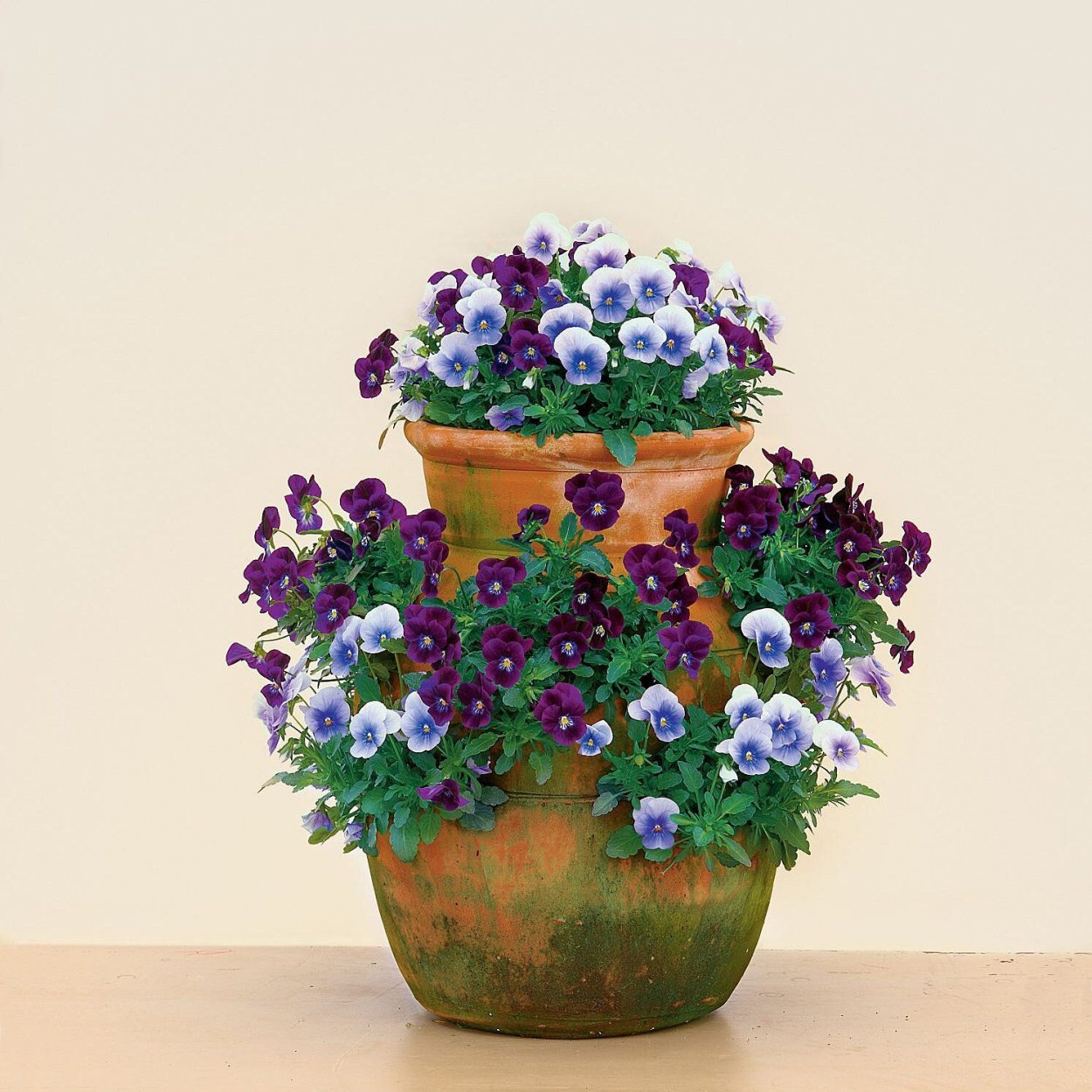 Виола цветы в горшках на даче фото