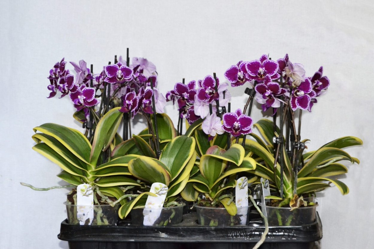 Дендробиум enobi Purple