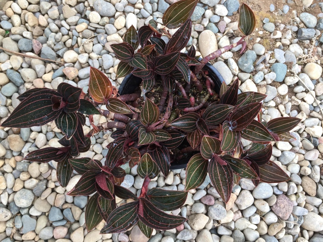 Дендробиум монилиформе