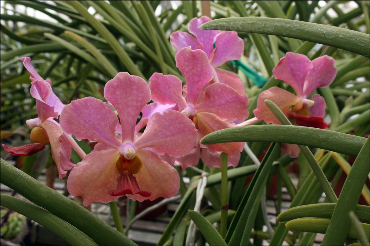 Фаленопсис эпифит