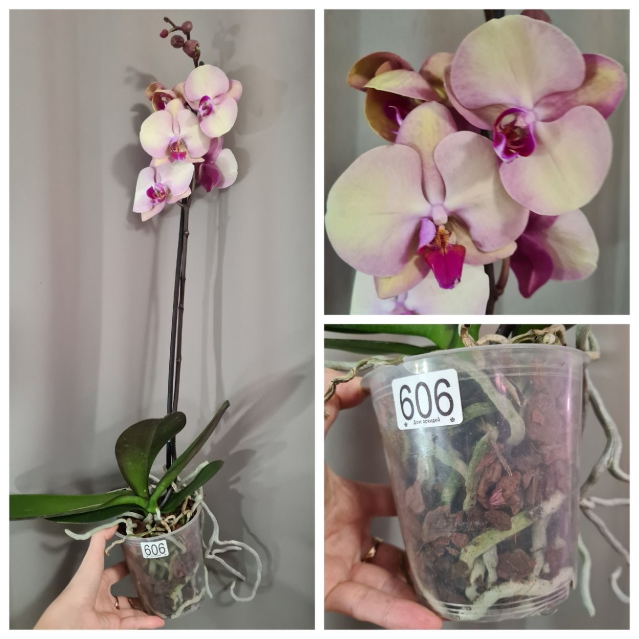 Орхидея Клементина