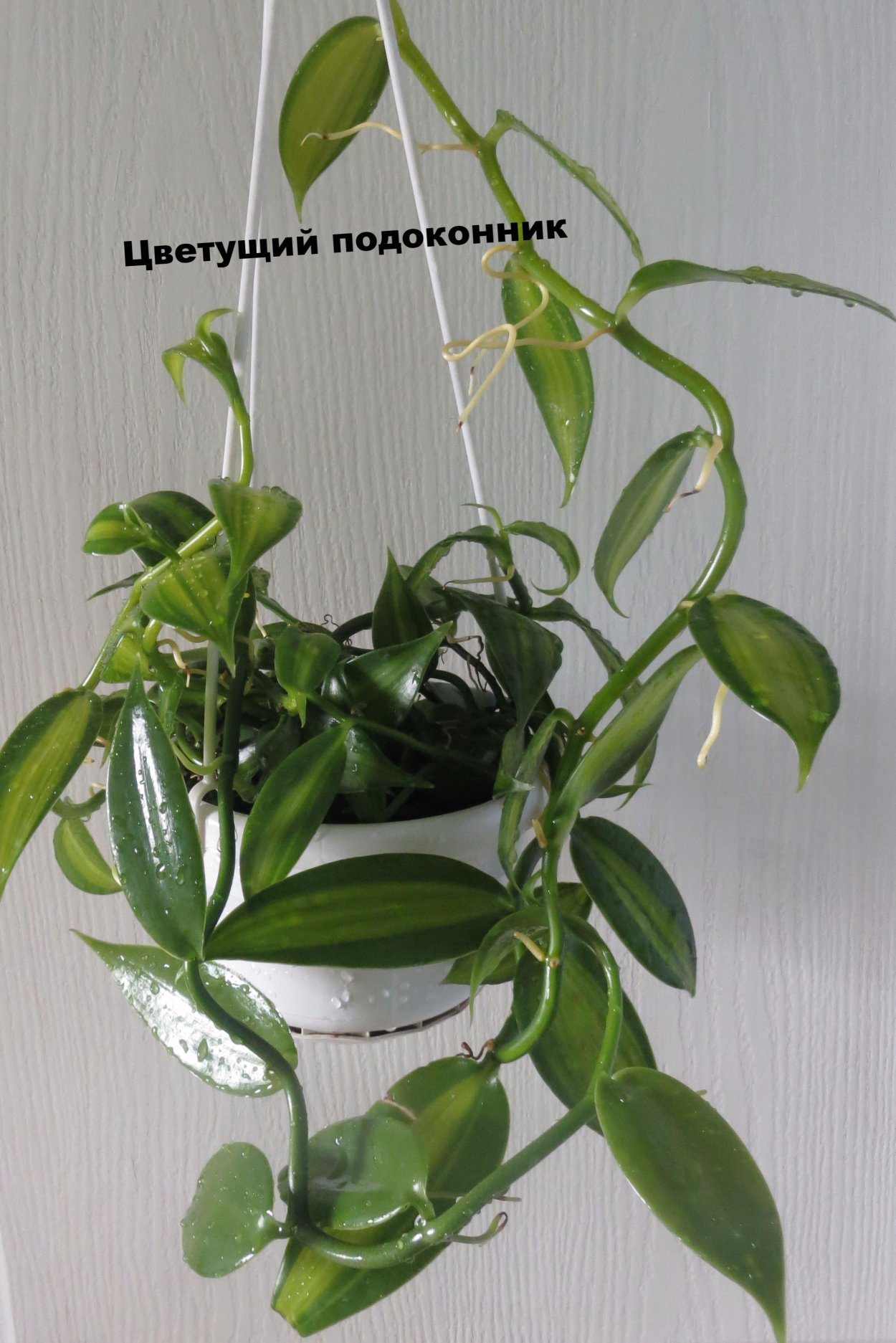 Орхидея Цимбидиум фисташка