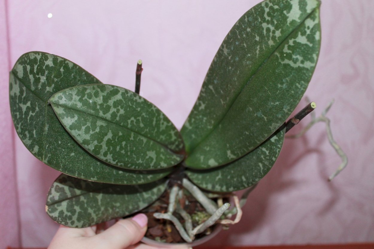Phal. Philippinensis × sib