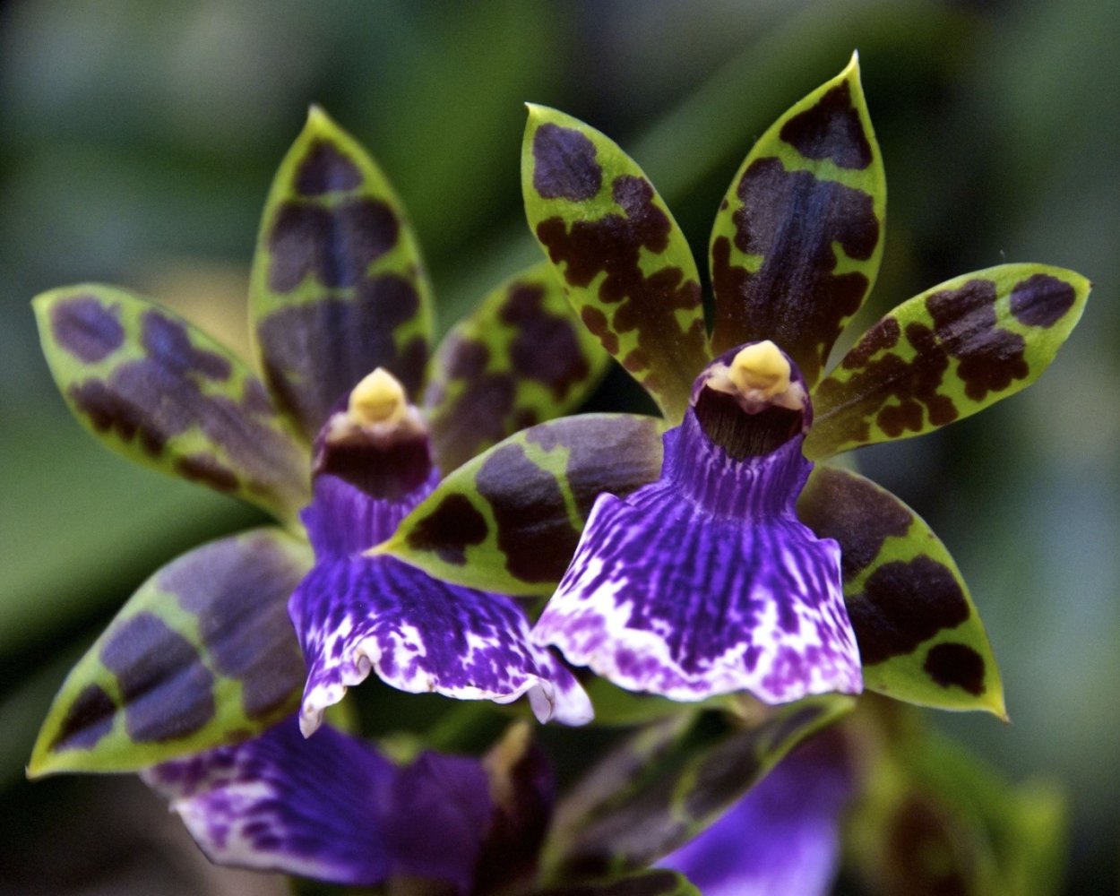 Vanilla planifolia variegata