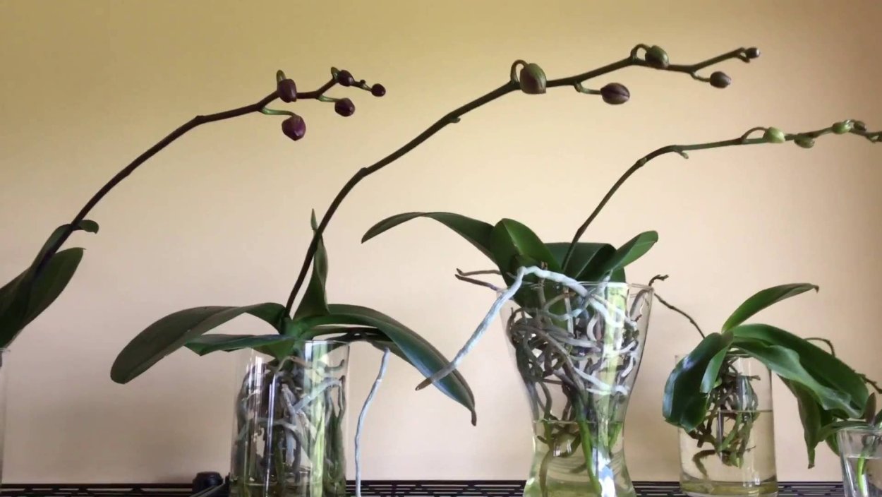 Бурбонская ваниль растение