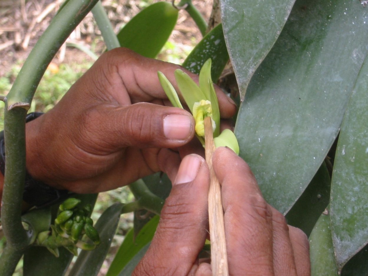 Sedirea japonica Minmaru