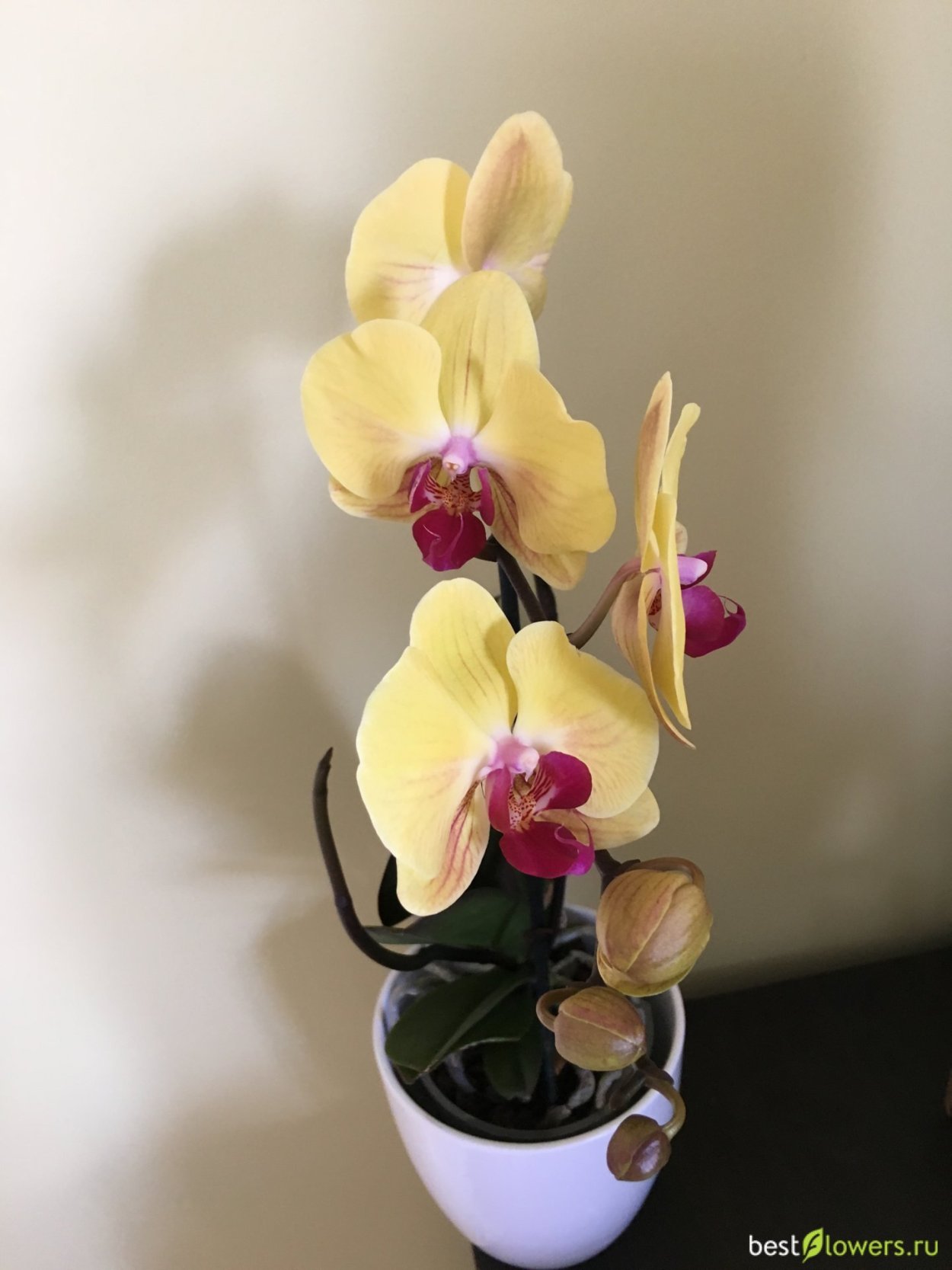 Орхидея голден эппл
