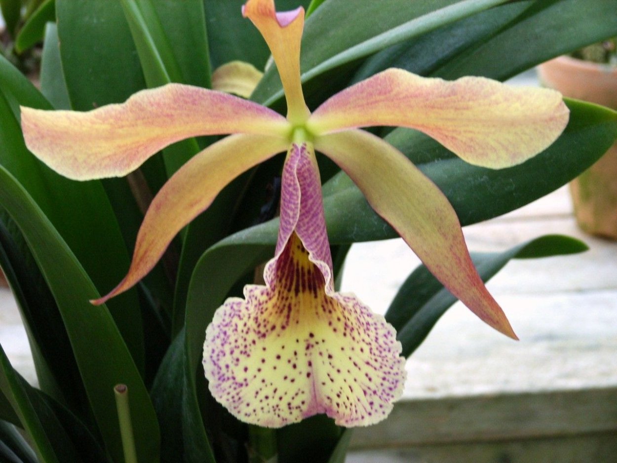 Орхидные таксономия