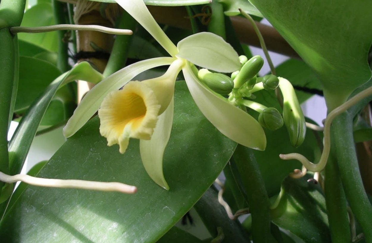 Орхидея фаленопсис перевалка