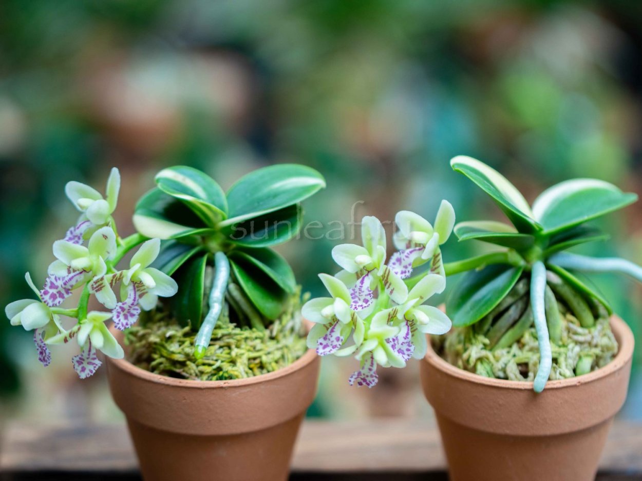 Цимбидиум Трейси