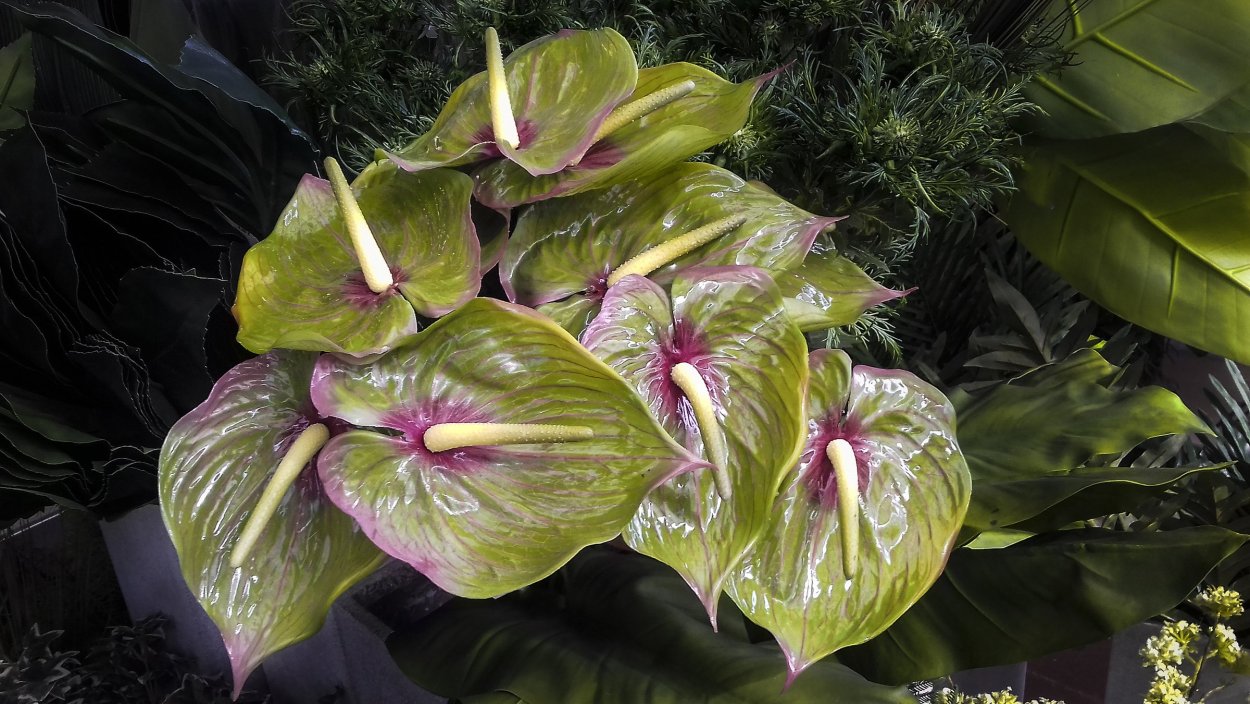 Вариегатные орхидеи