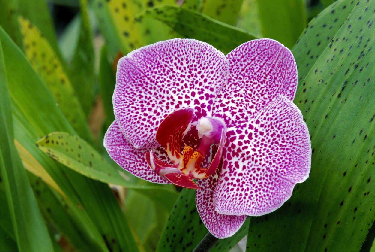 Пышно цветущие орхидеи