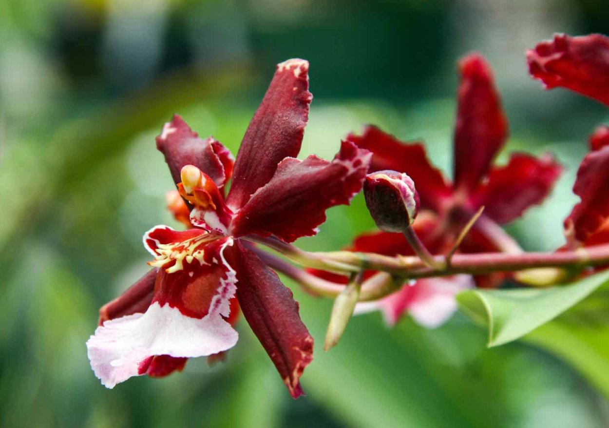Орхидея фрагранс