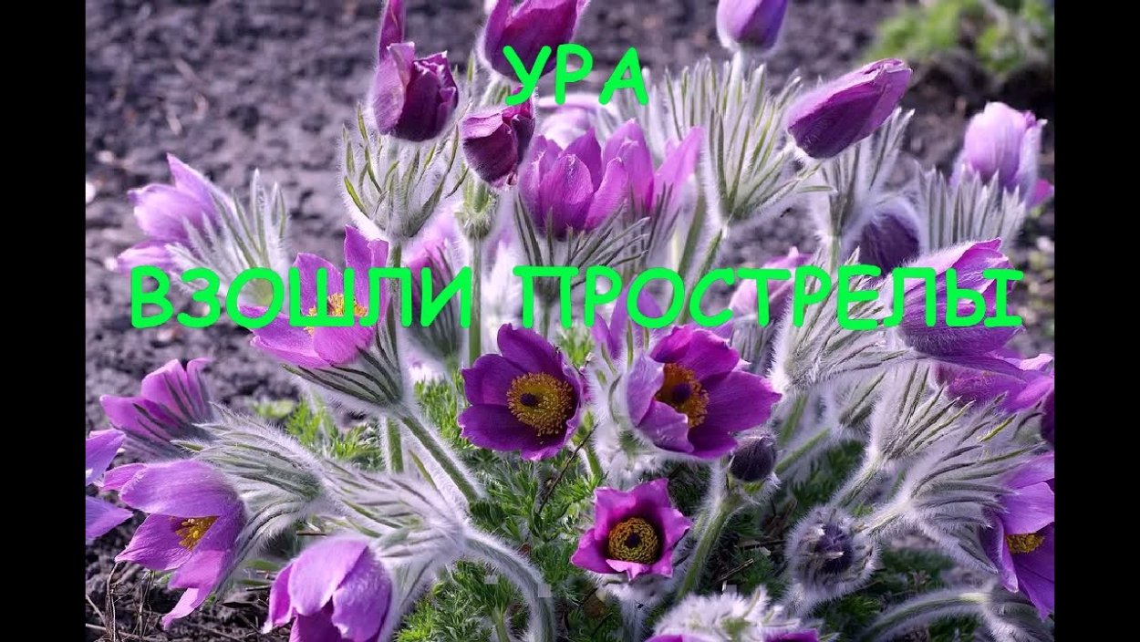 Прострел весенний сон-трава