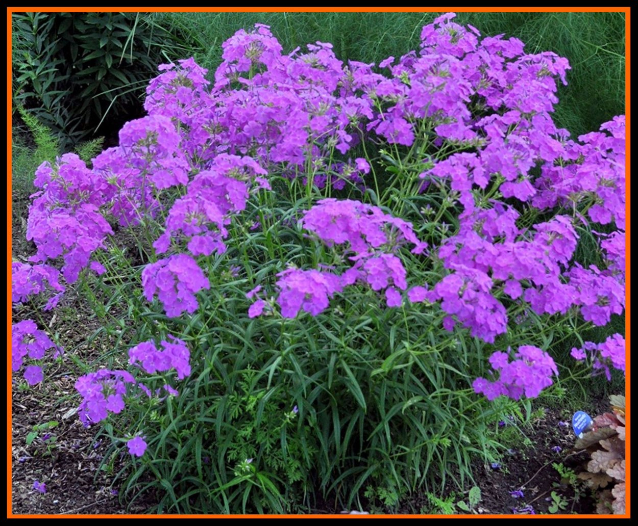 Флоксы кустовые многолетние