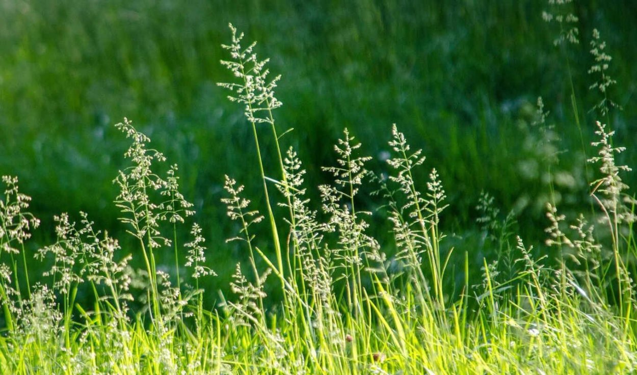 Разнотравно-злаковые Луга
