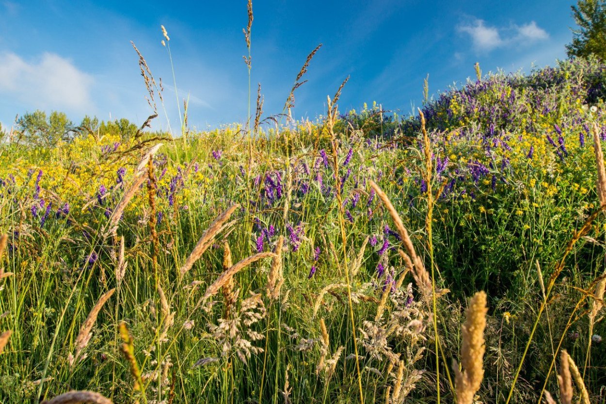 Тритикале Савва поле река