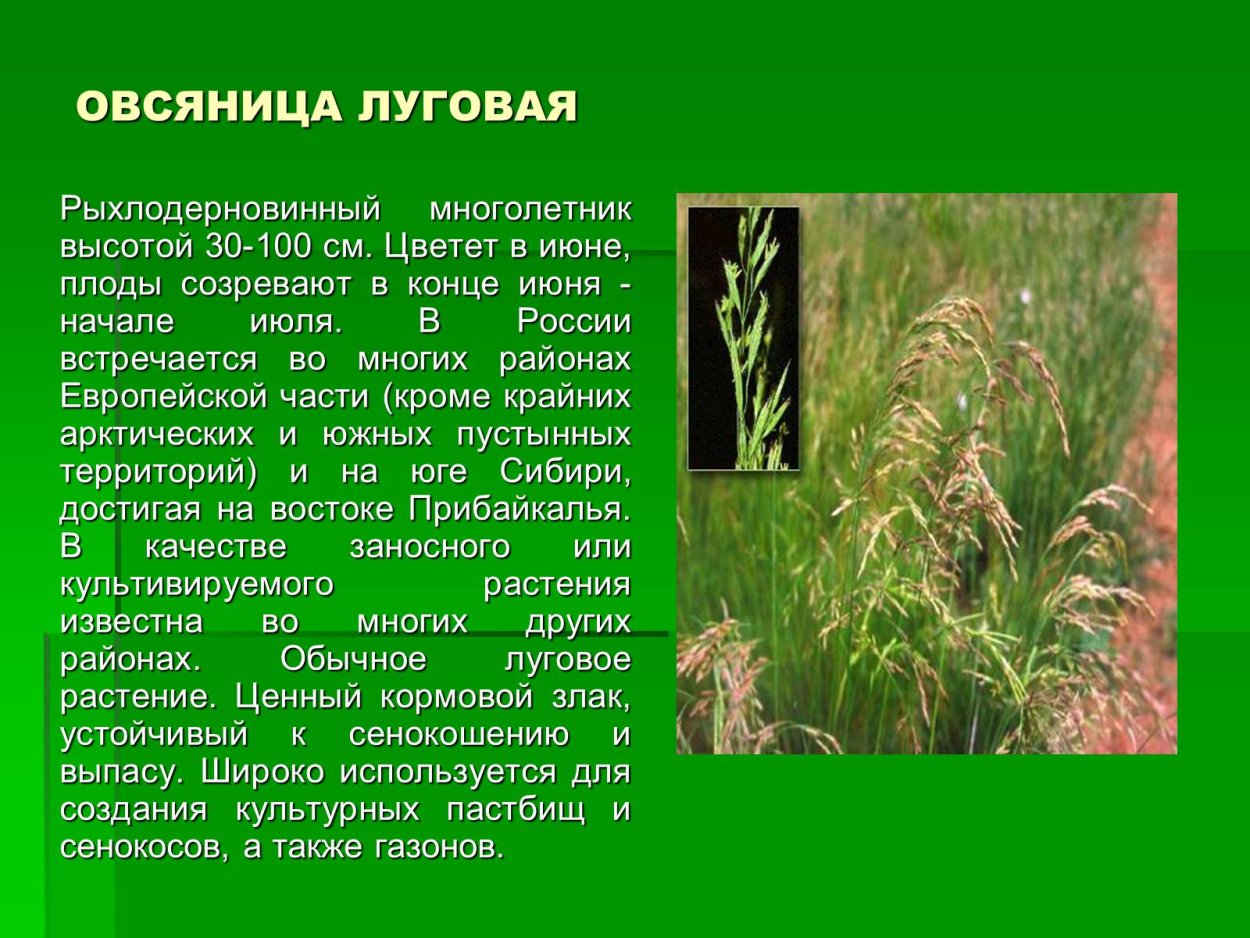 Дикорастущие злаки