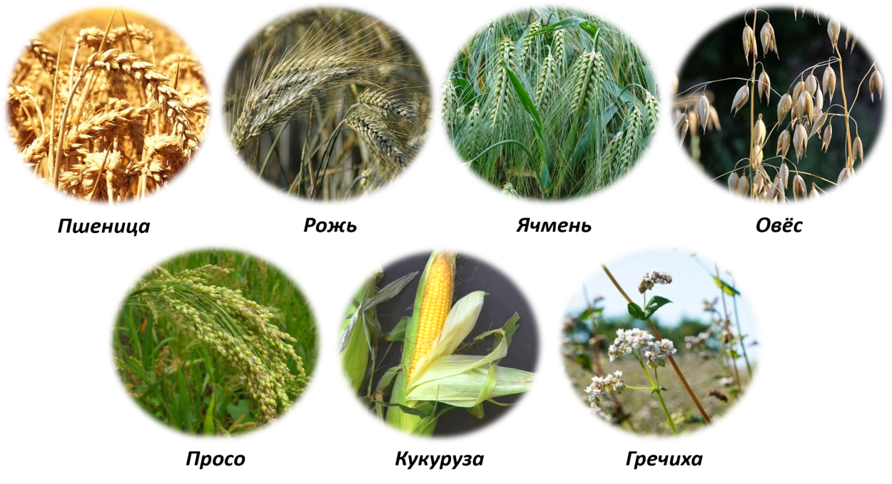 Рожь Луговая