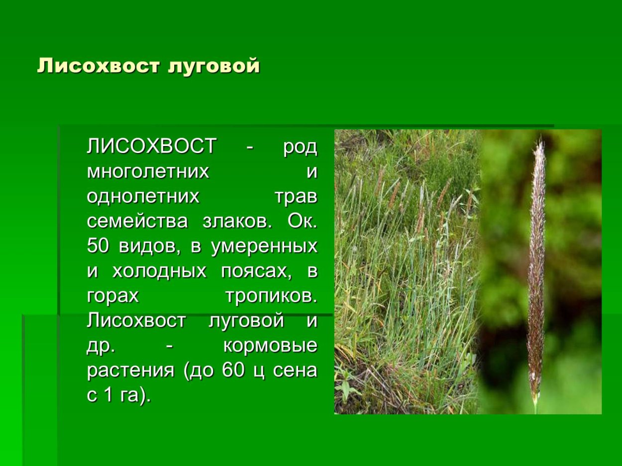 Овсяница, райграс, Фестулолиум