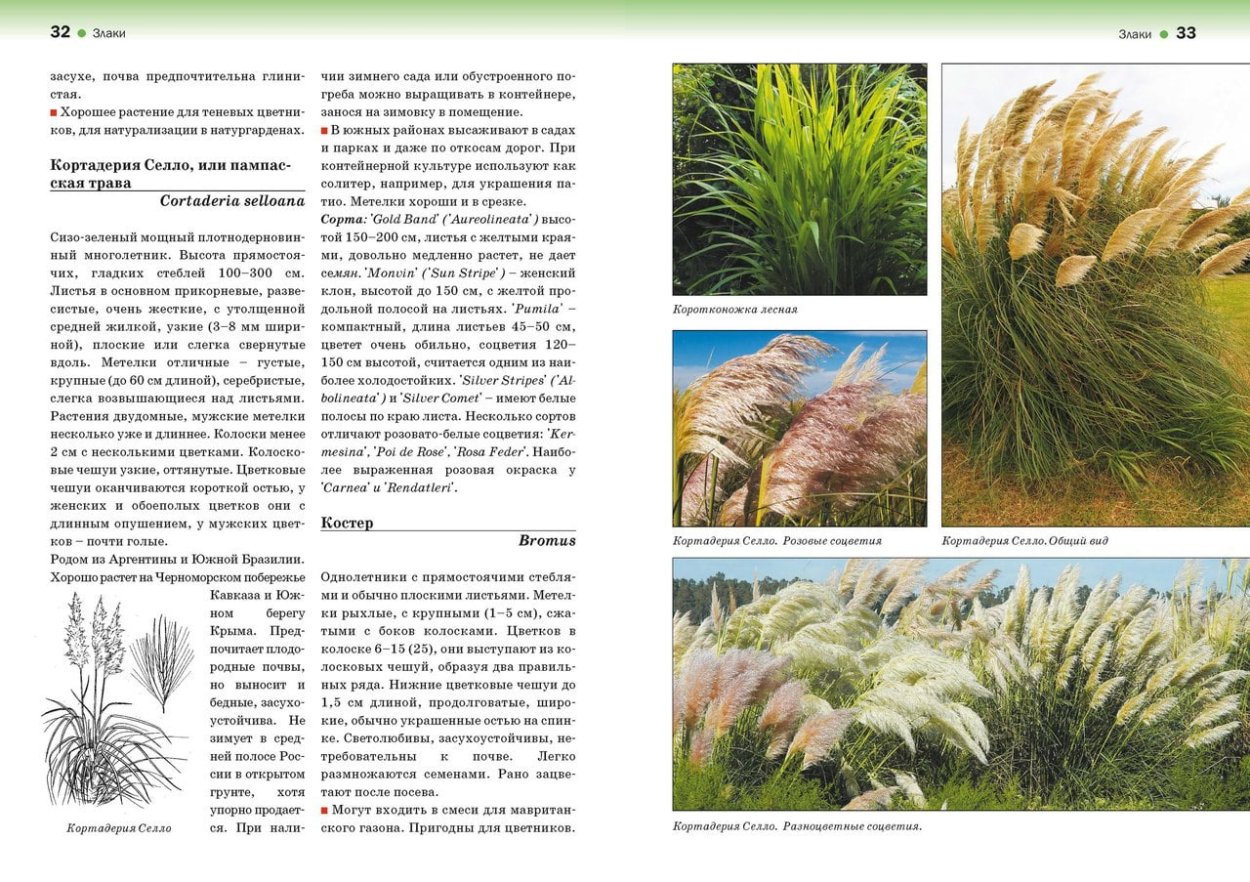 Тимофеевка сорняк