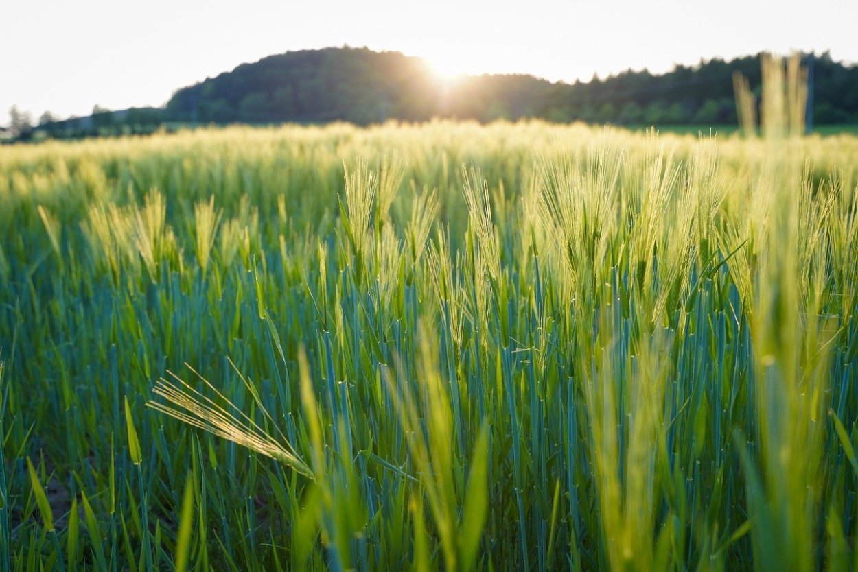 Ячмень ковыль щетинник
