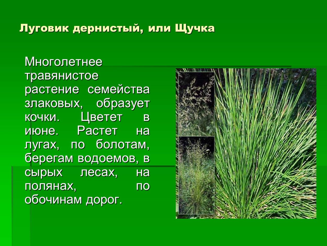 Дикорастущая рожь