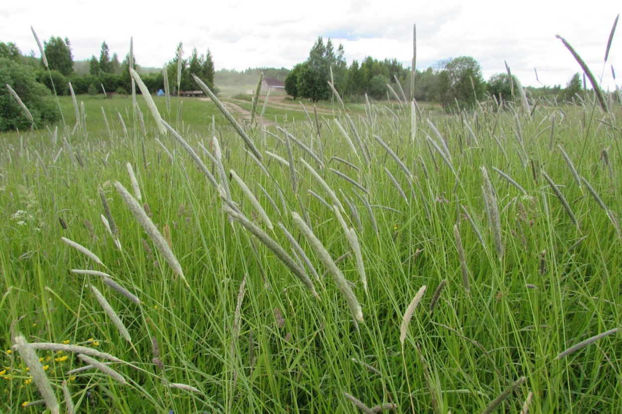 Мятлик Луговой семейство