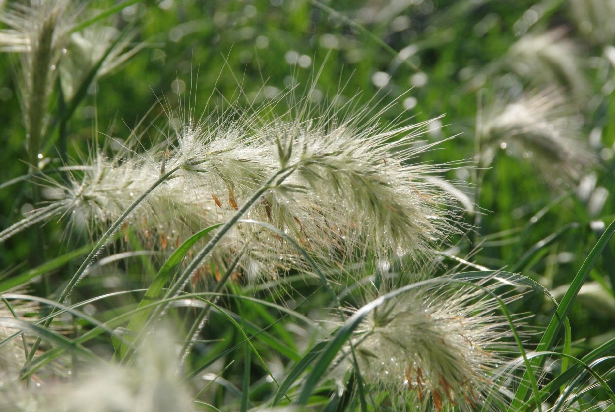 Семейства Miscanthus
