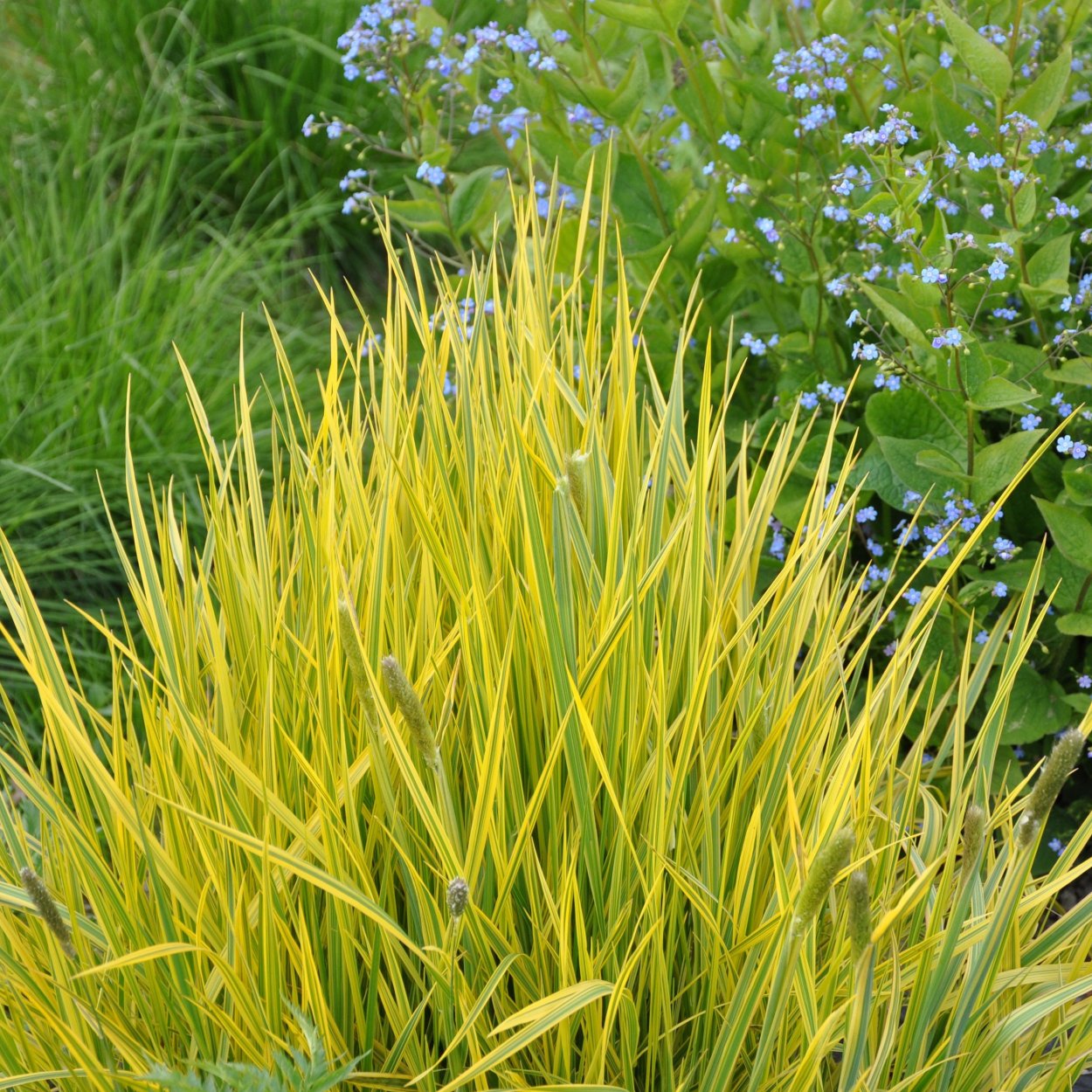 Цветущие злаки в поле