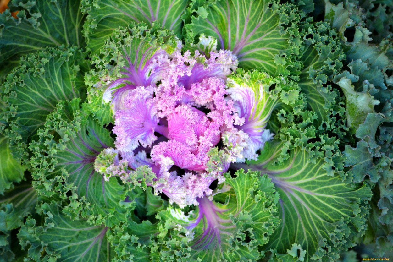 Капуста романеско